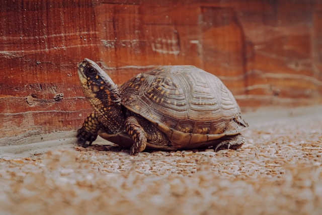 A box turtle with a patterned shell on pebbled ground, representing the slow accumulation of duplicate files over time